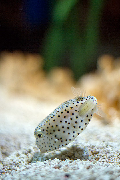Dotted Fish