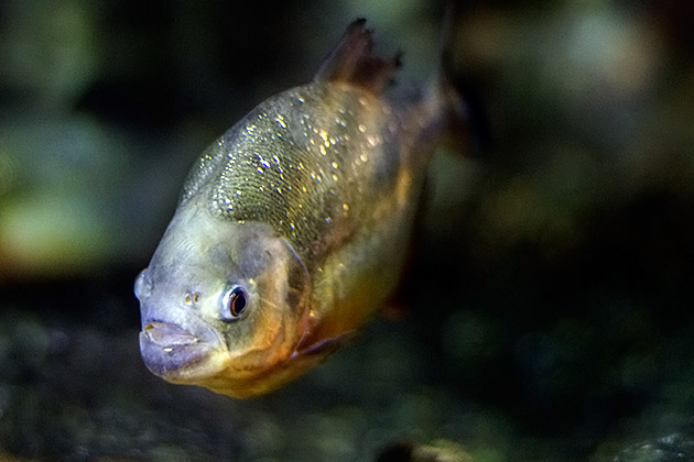 Piranha