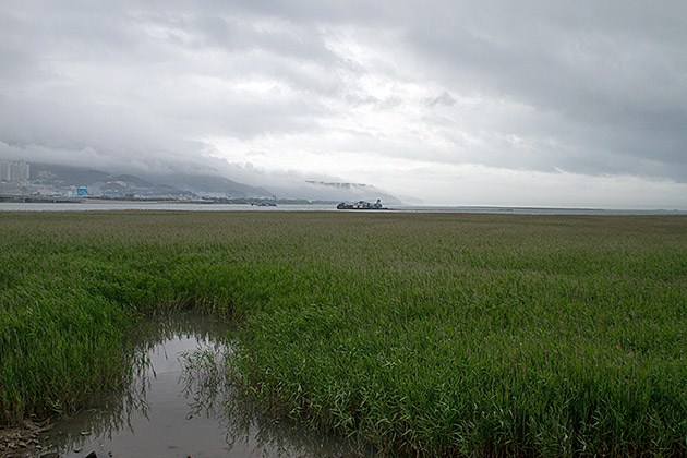 Read more about the article The Eulsukdo Island Bird Sanctuary